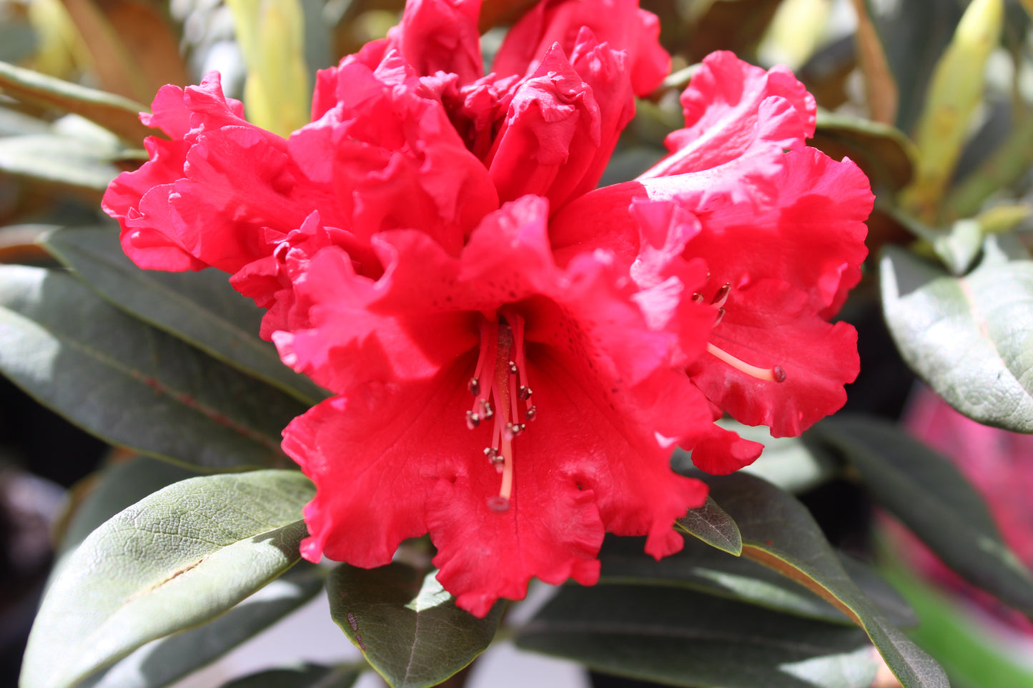 Rhododendron Huntington 3