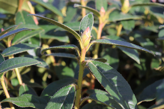 Rhododendron John Bull