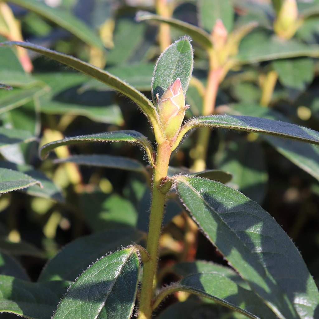 Rhododendron John Bull Image