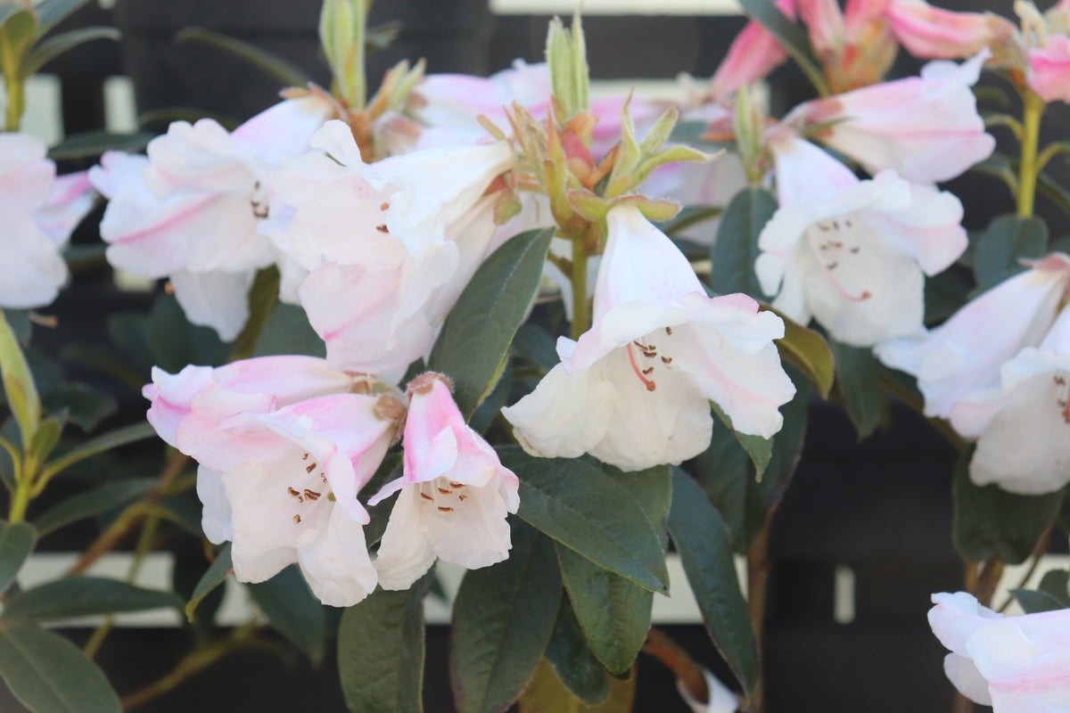 Rhododendron John Bull 3
