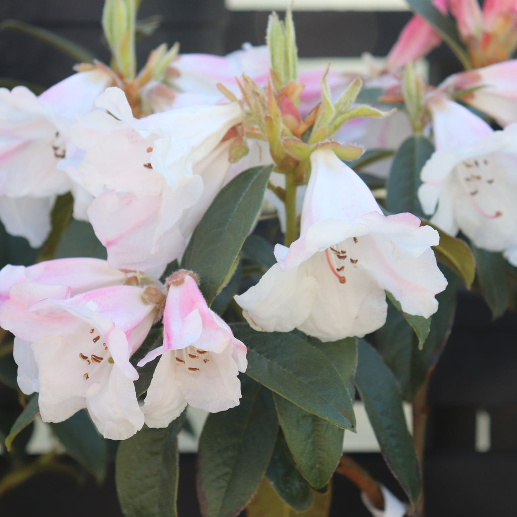 Rhododendron John Bull Image