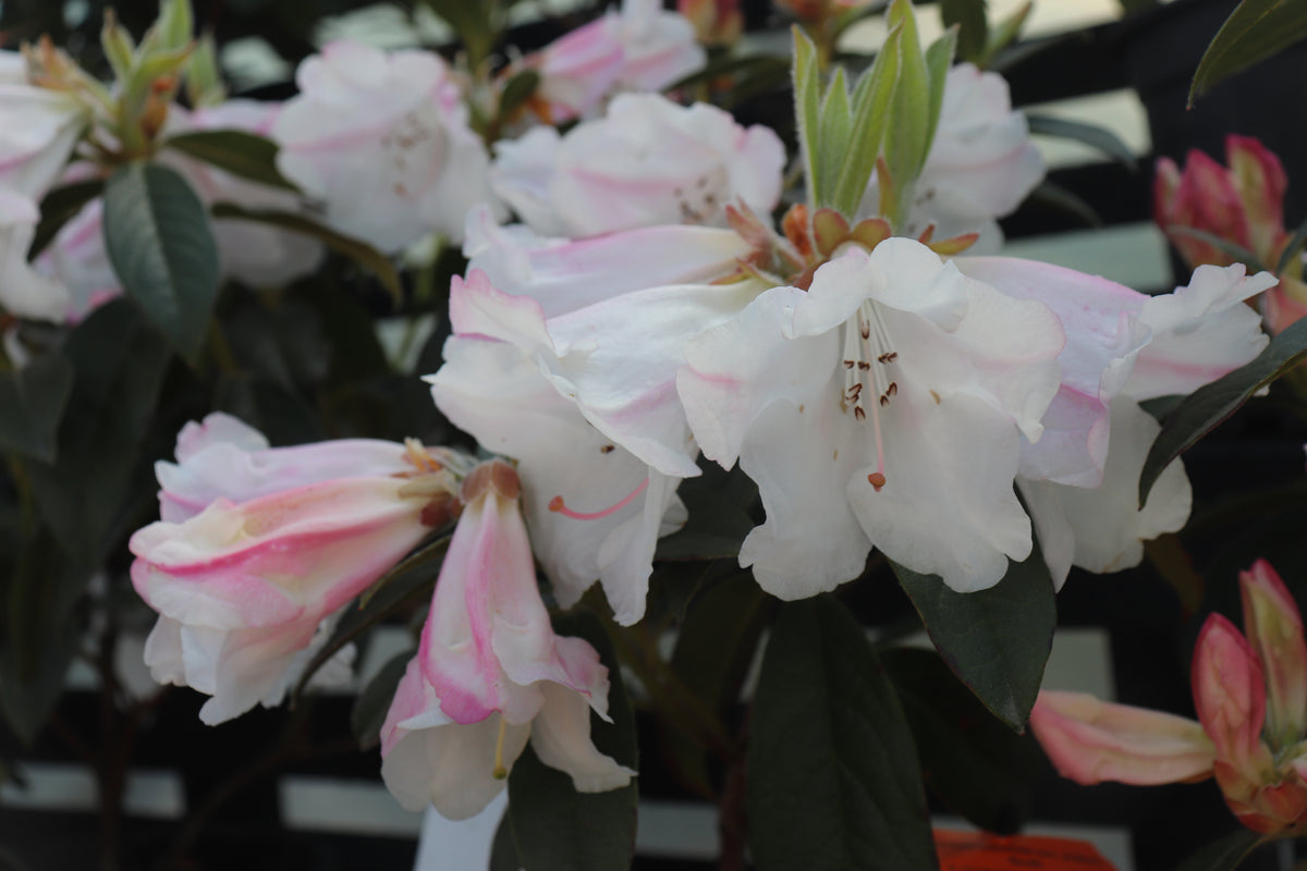 Rhododendron John Bull flower