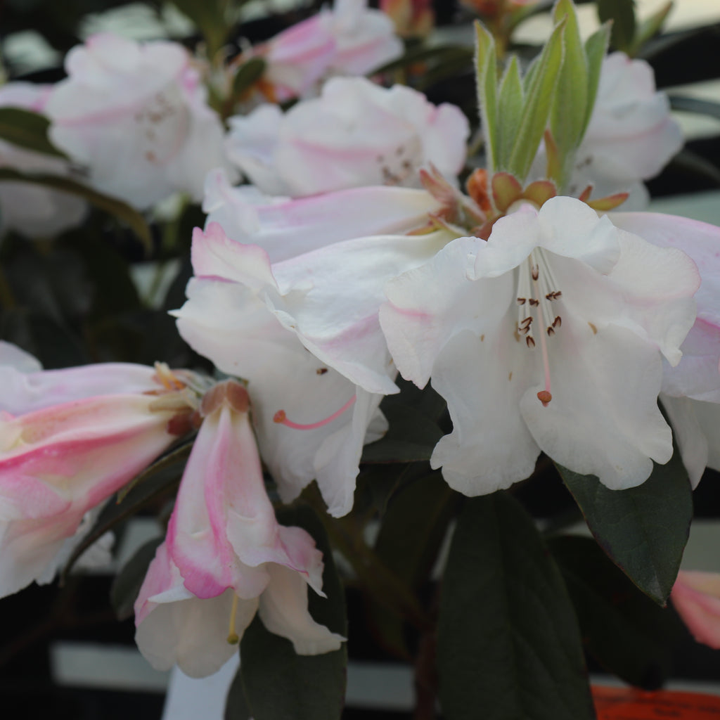 Rhododendron John Bull Image