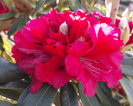Rhododendron Kaponga