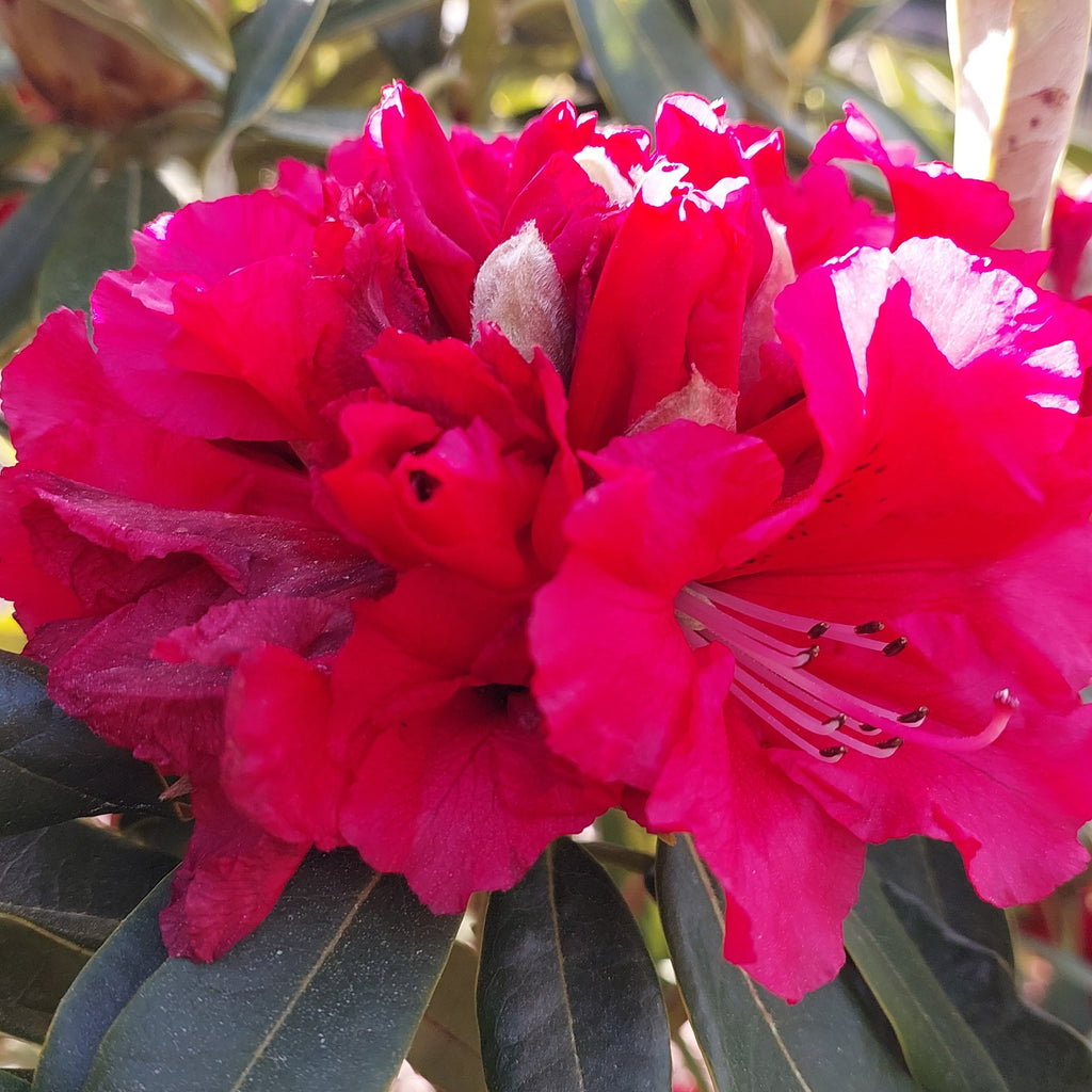 Rhododendron Kaponga Image