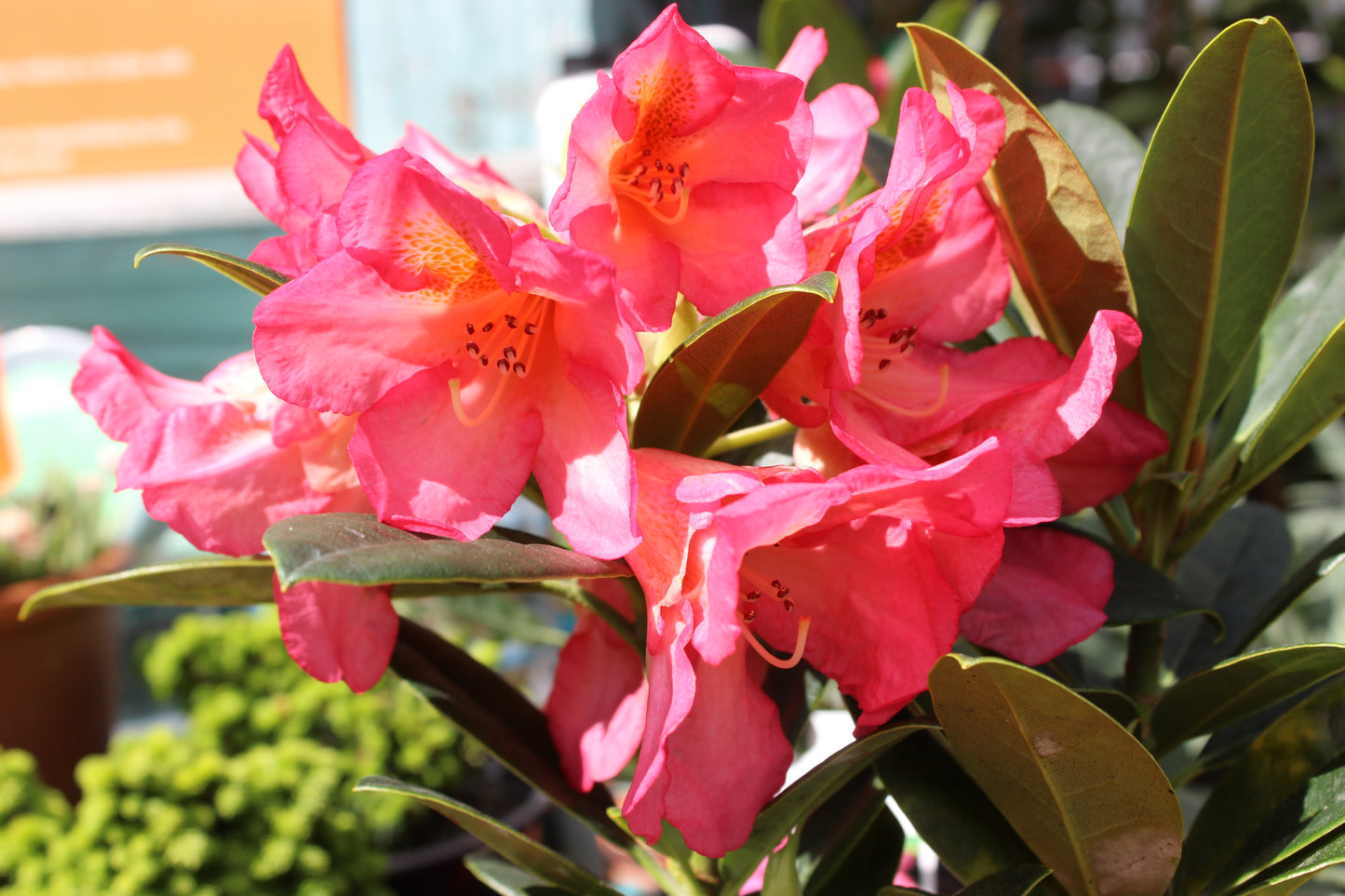 Rhododendron Lem's Aurora