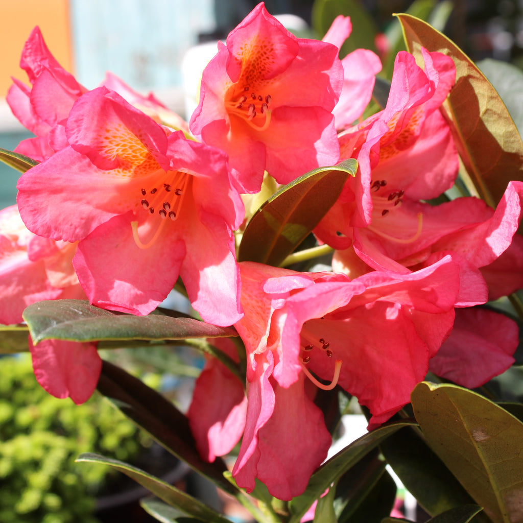 Rhododendron Lem's Aurora Image