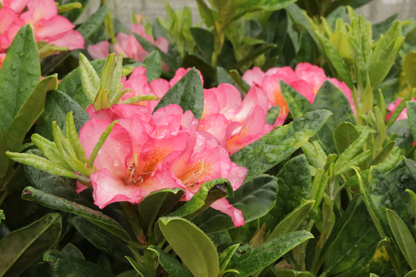 Rhododendron Lem's Aurora 2