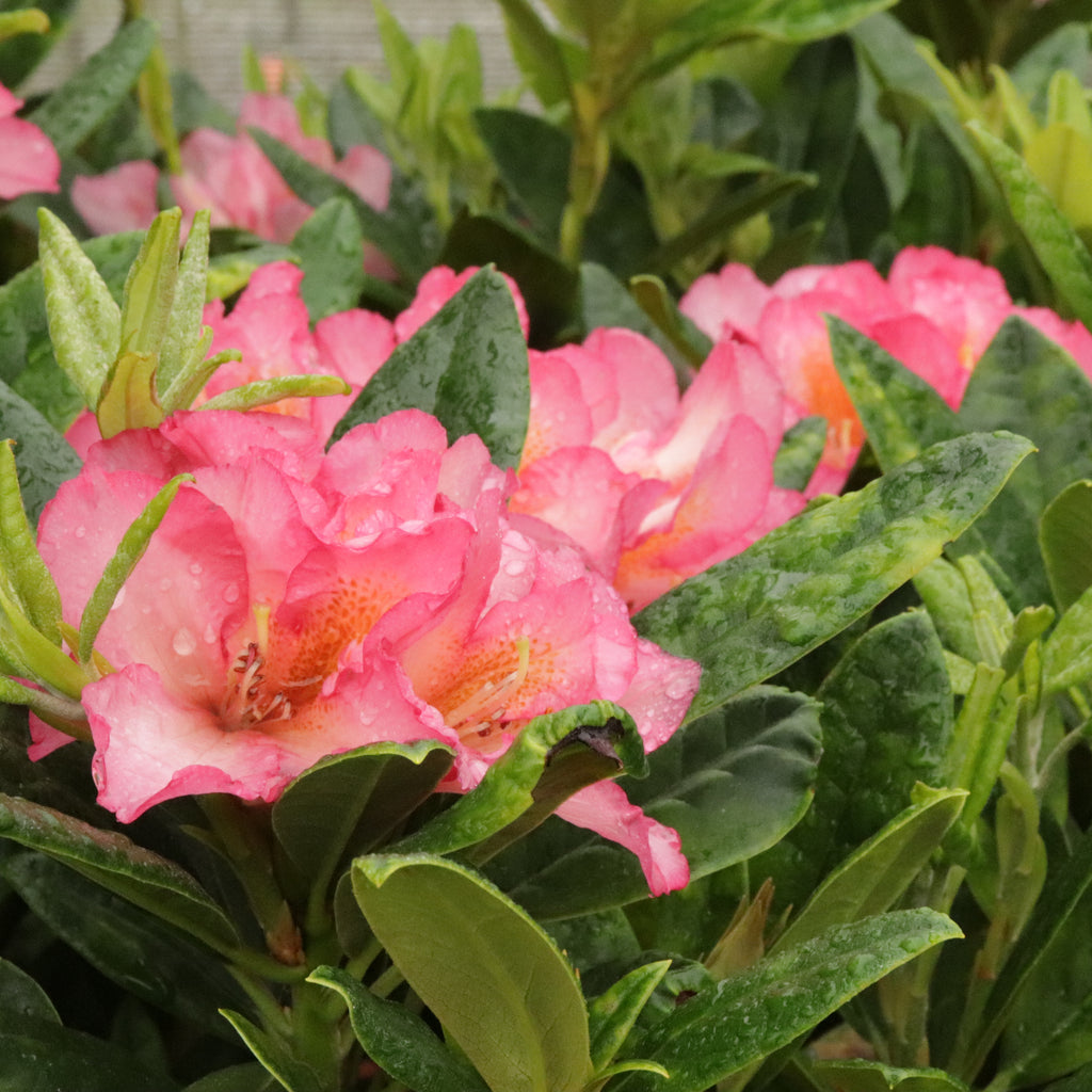 Rhododendron Lem's Aurora Image
