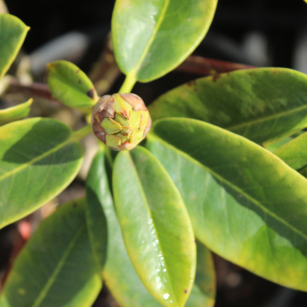 Rhododendron Lemon Lodge Image