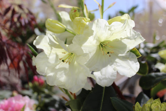 Rhododendron Lemon Lodge flower