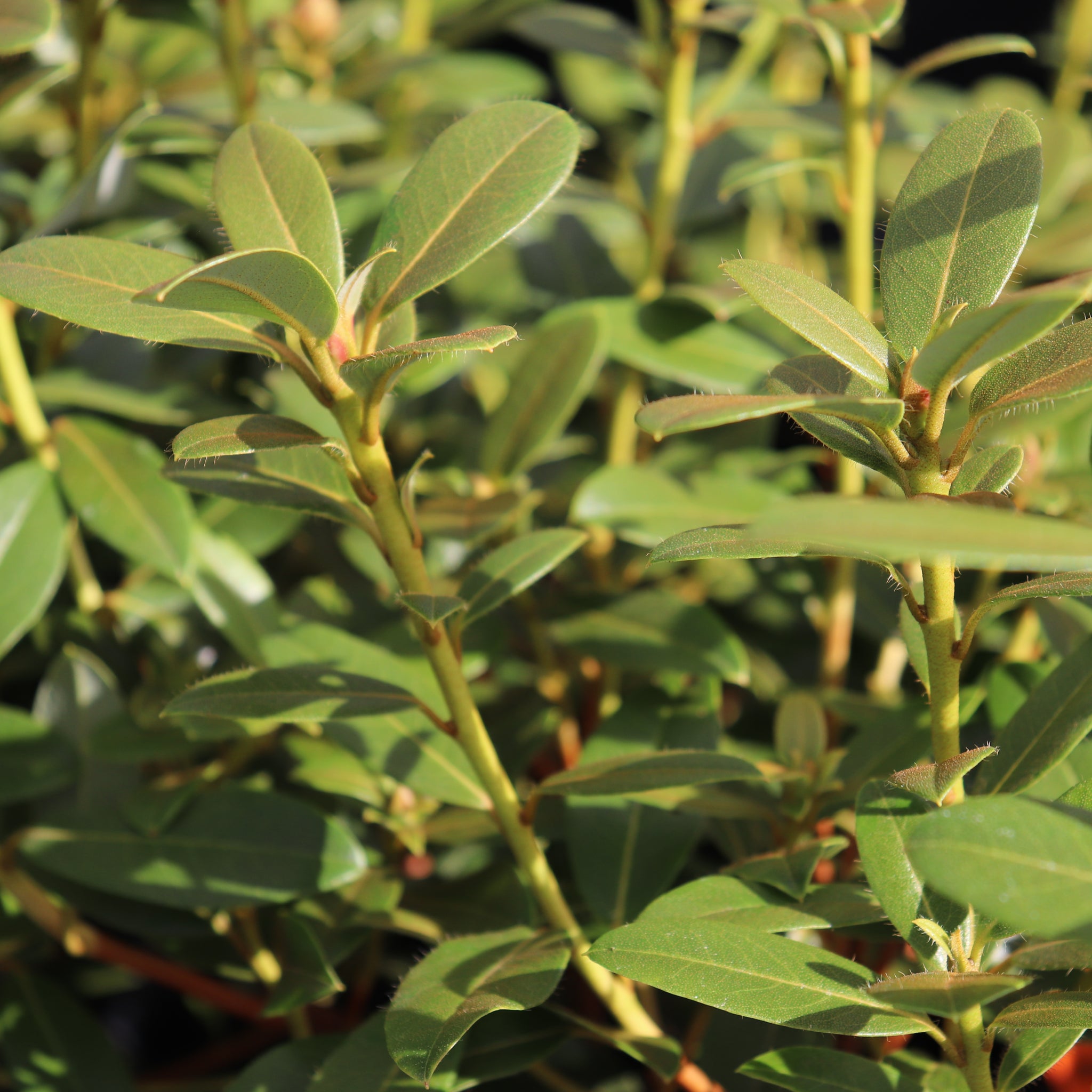 Rhododendron Lemon Mist – Texture Plants, Landscapes, Lush Lawns ...