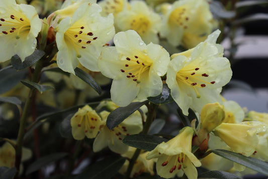 Rhododendron Lemon Mist 3