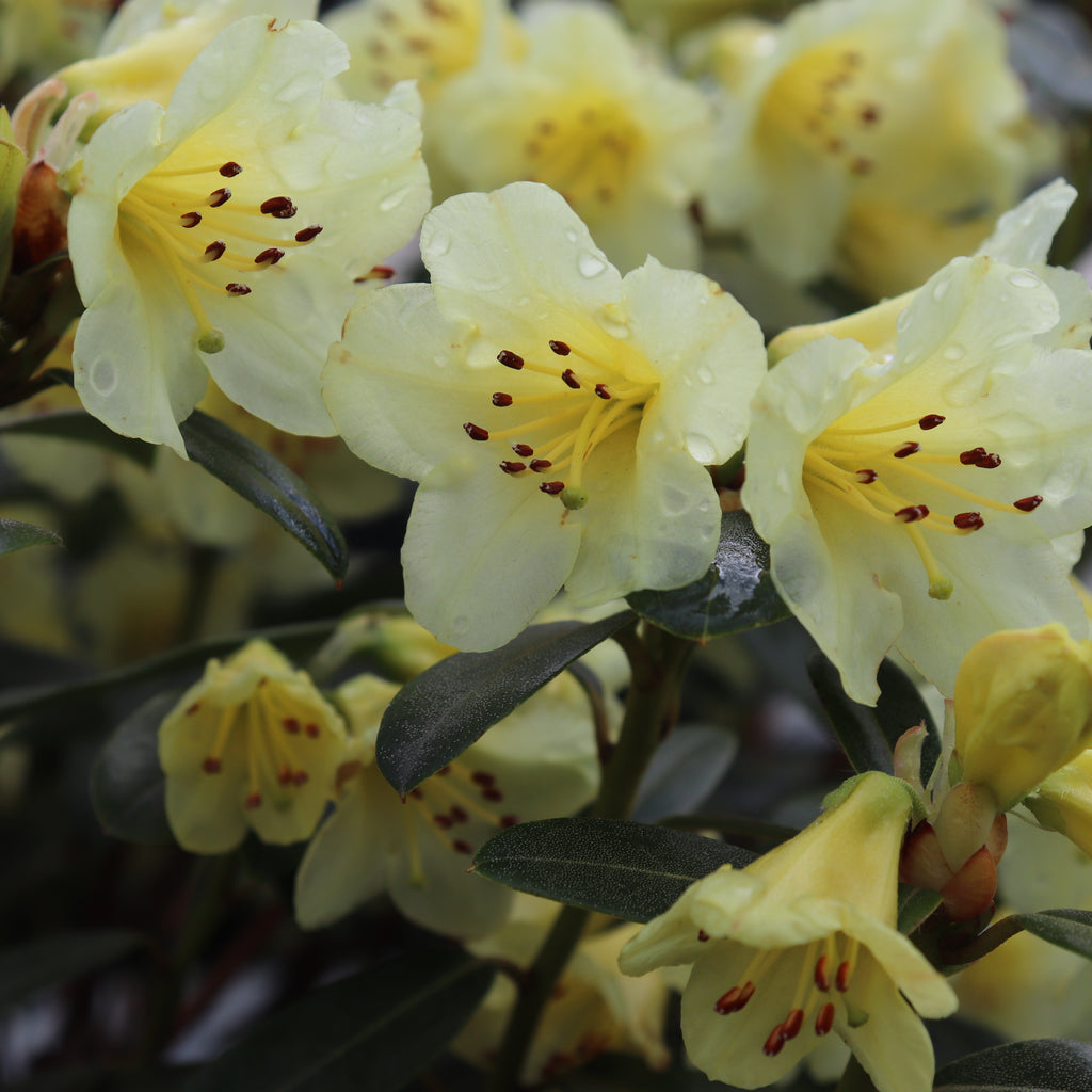 Rhododendron Lemon Mist Image
