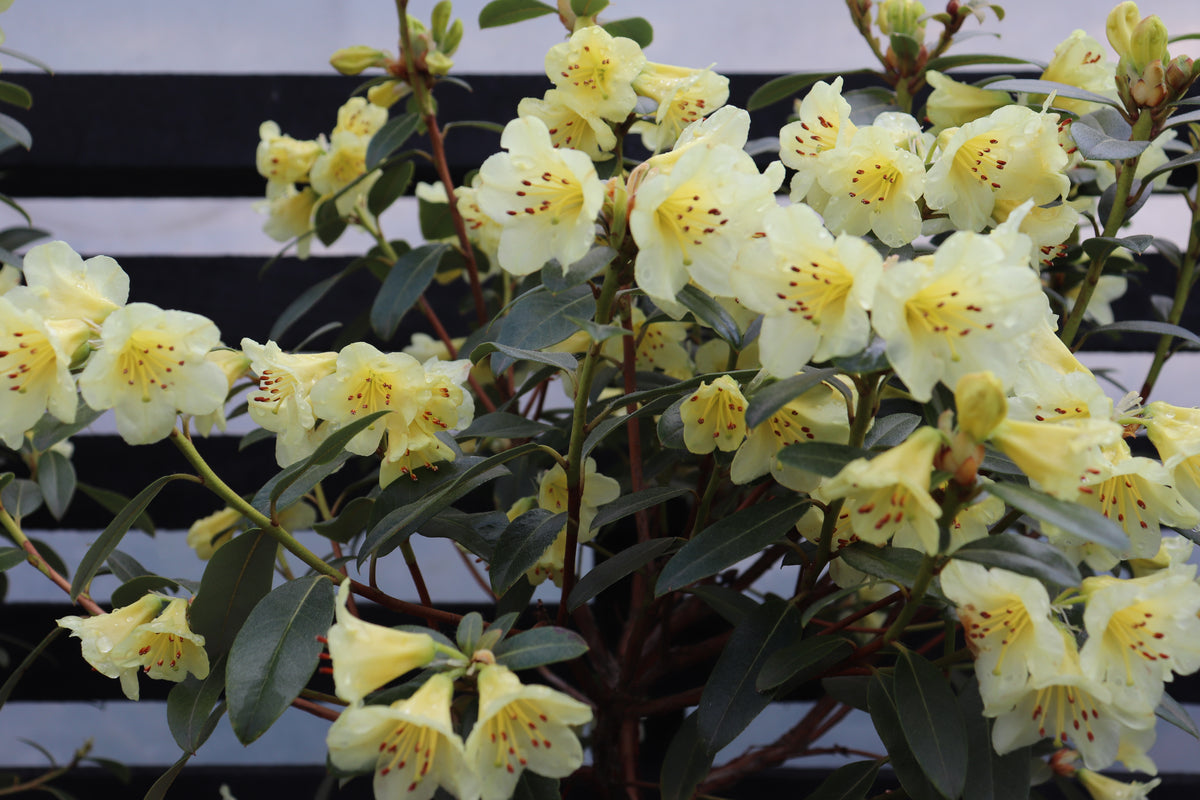 Rhododendron Lemon Mist 4