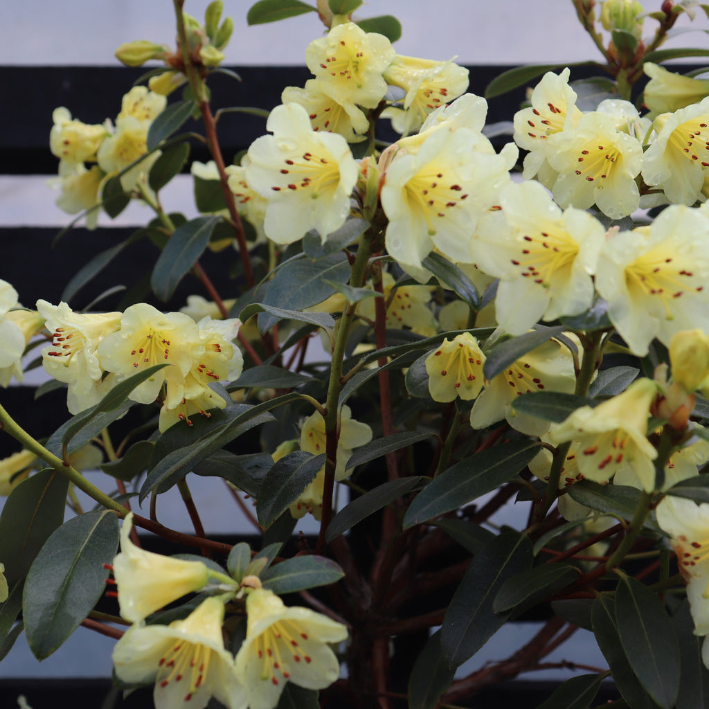 Rhododendron Lemon Mist Image