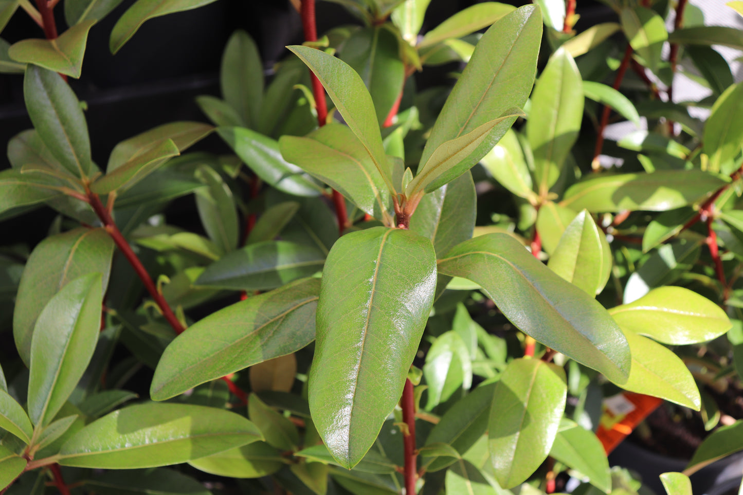 Rhododendron Maddenii