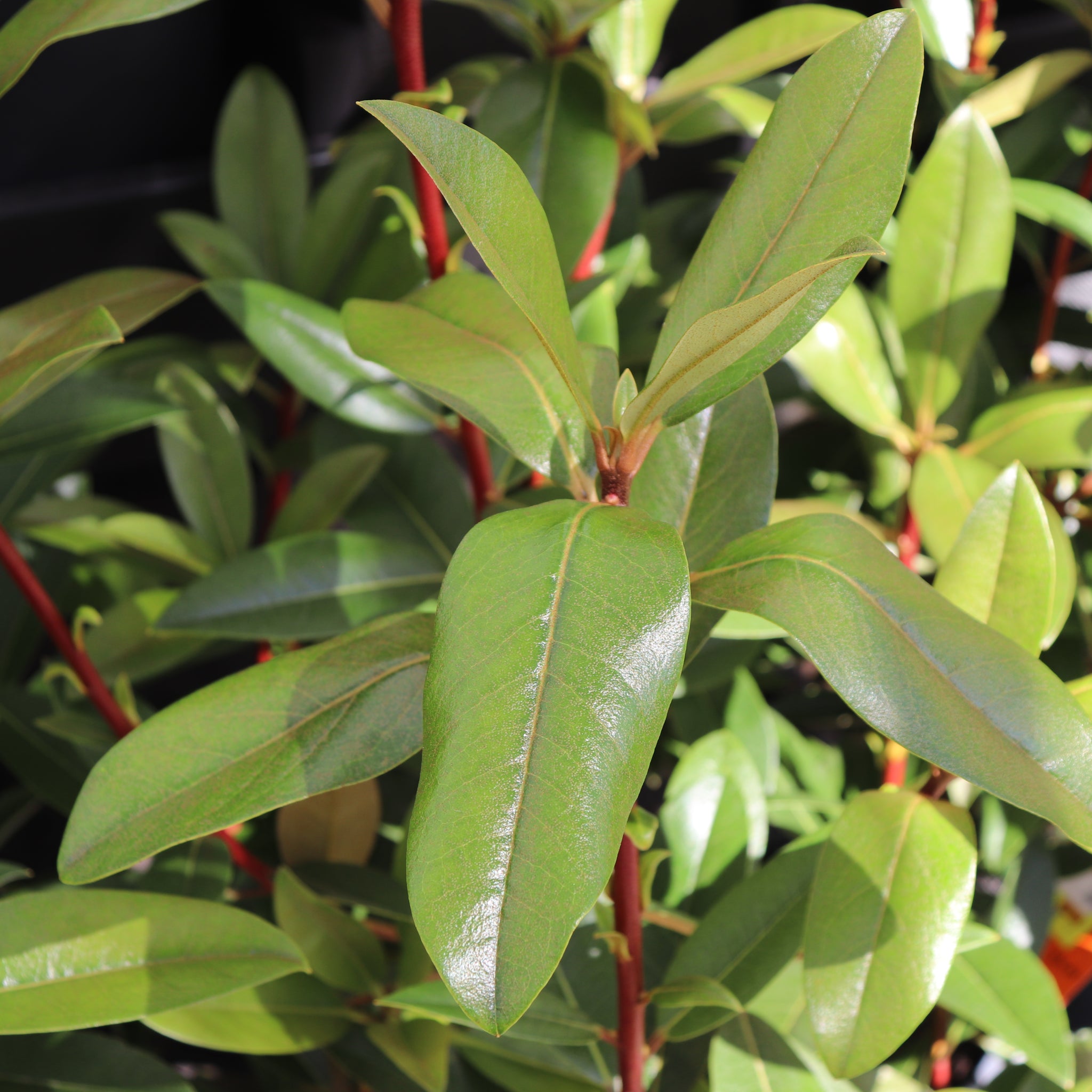 Rhododendron Maddenii – Texture Plants, Landscapes, Lush Lawns Christchurch