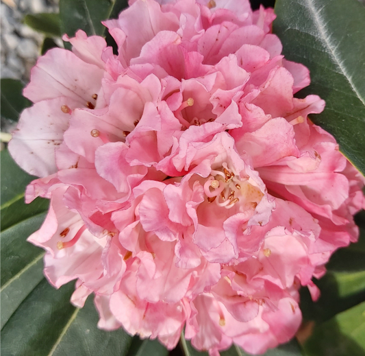 Rhododendron Marion Street