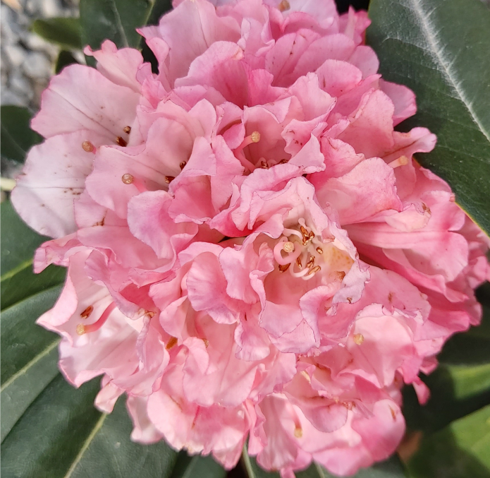 Rhododendron Marion Street Image