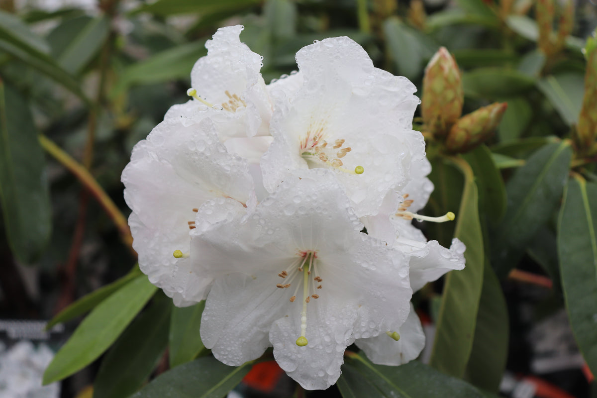 Rhododendron Mount Everest 2