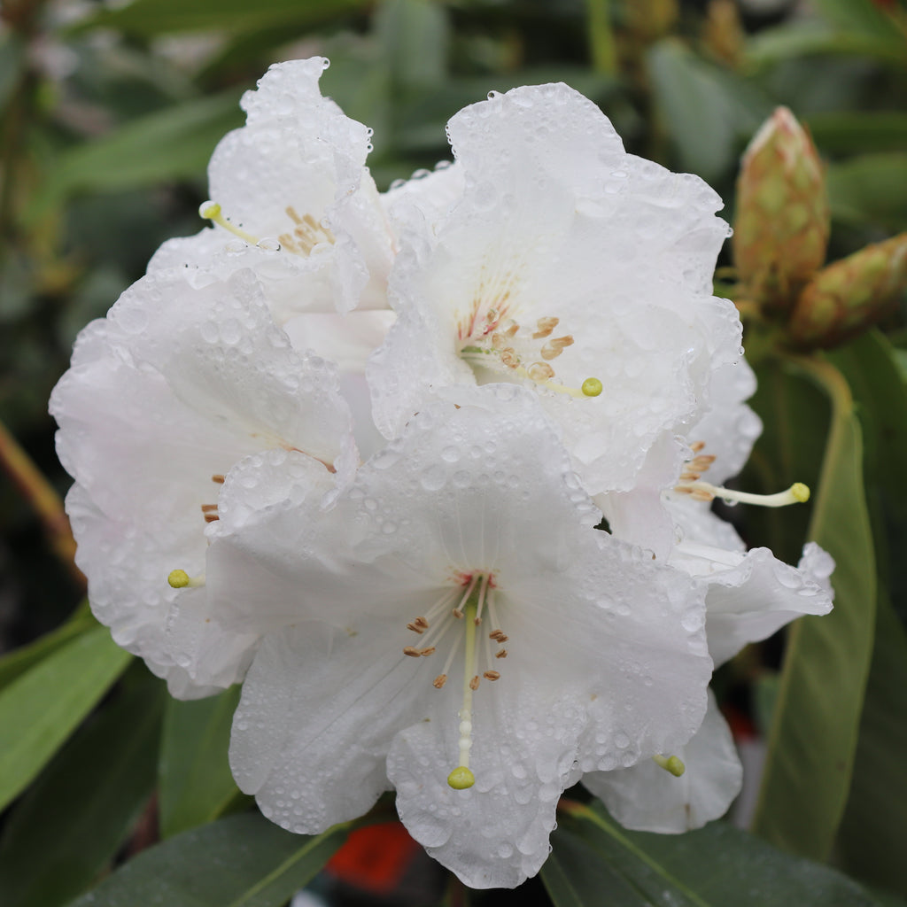 Rhododendron Mount Everest Image