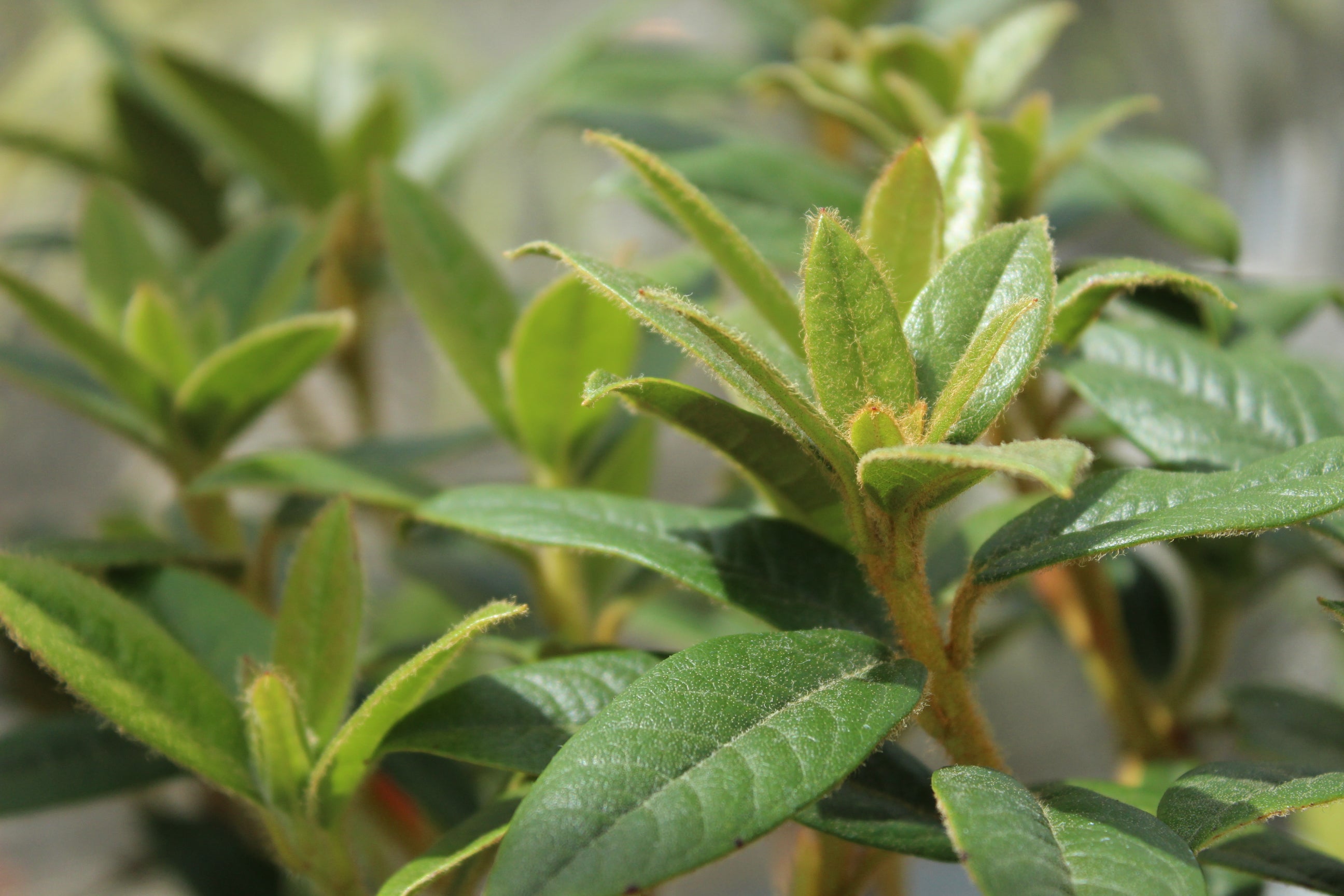 Rhododendron Princess Alice – Texture Plants, Landscapes, Lush Lawns ...