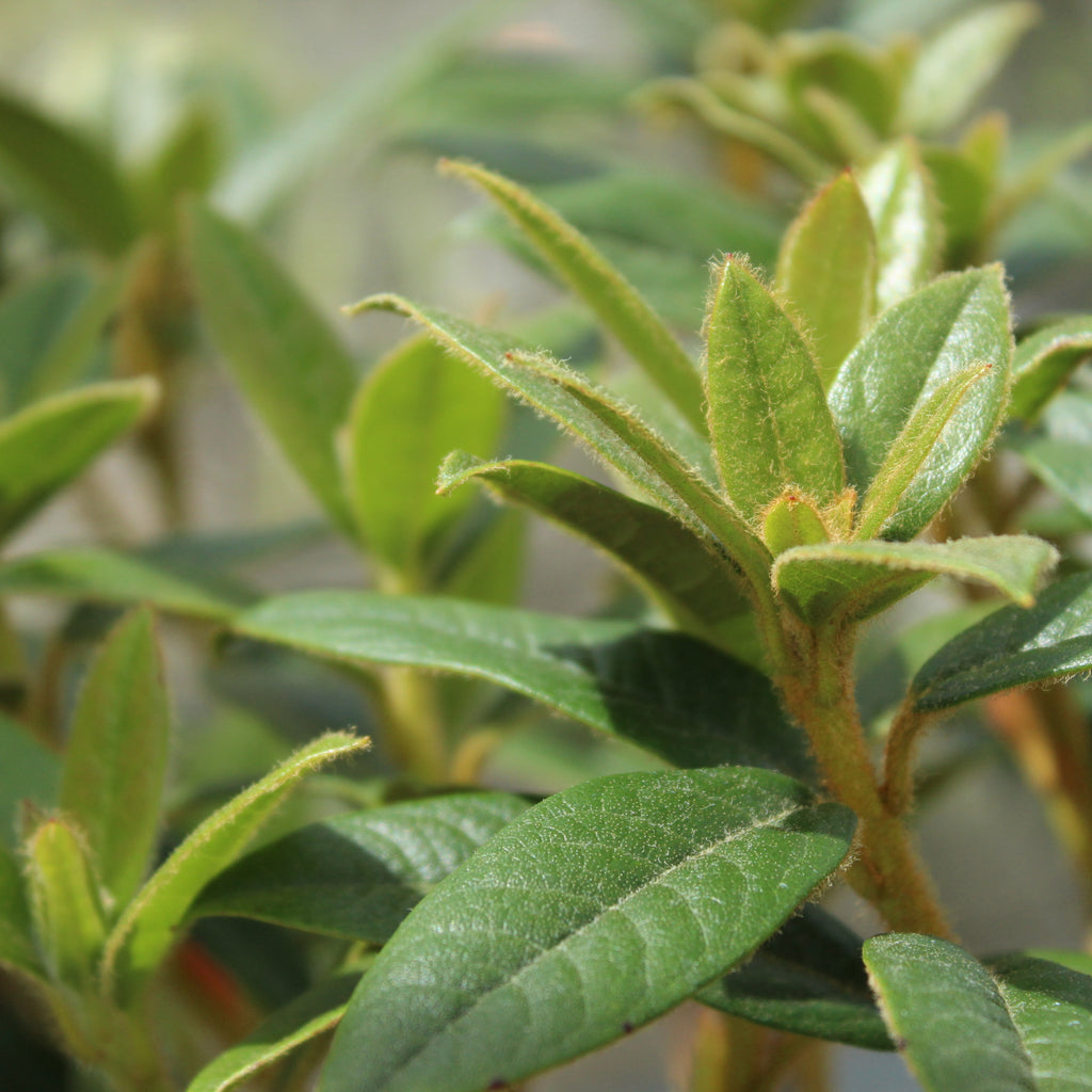 Rhododendron Princess Alice Image