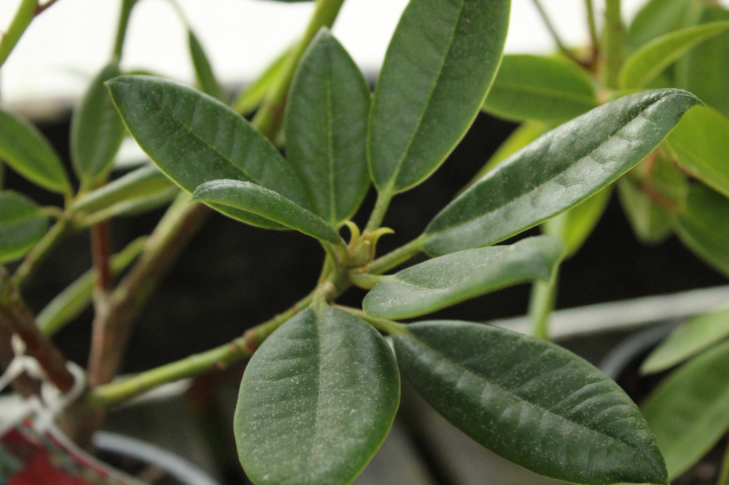 Rhododendron Raging Bull