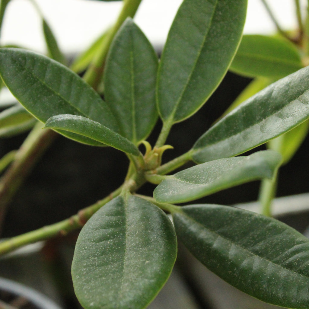 Rhododendron Raging Bull Image