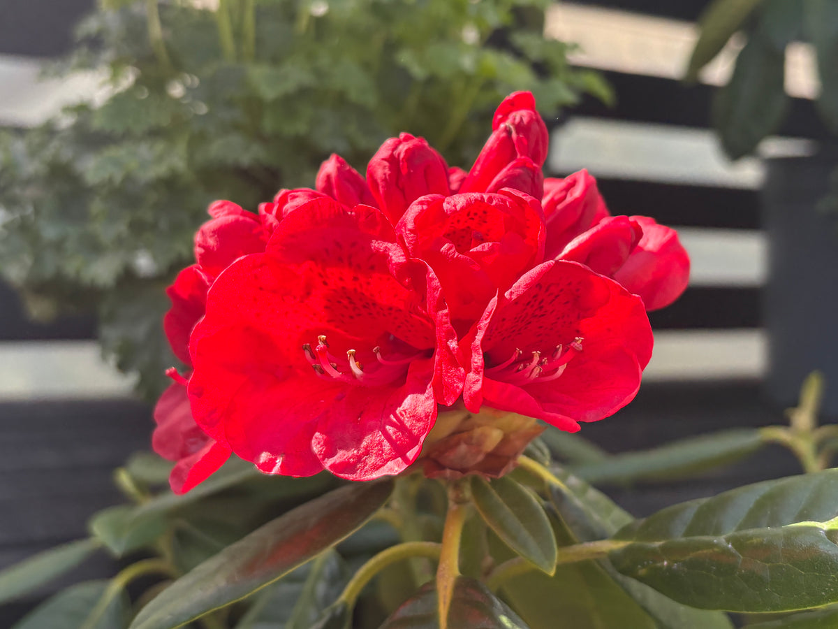 Rhododendron Rubicon 2