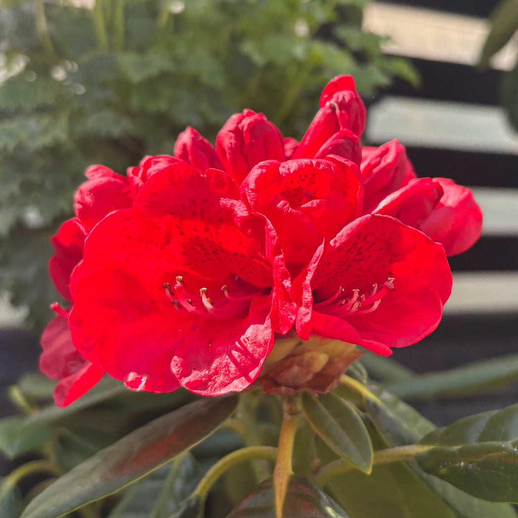 Rhododendron Rubicon Image