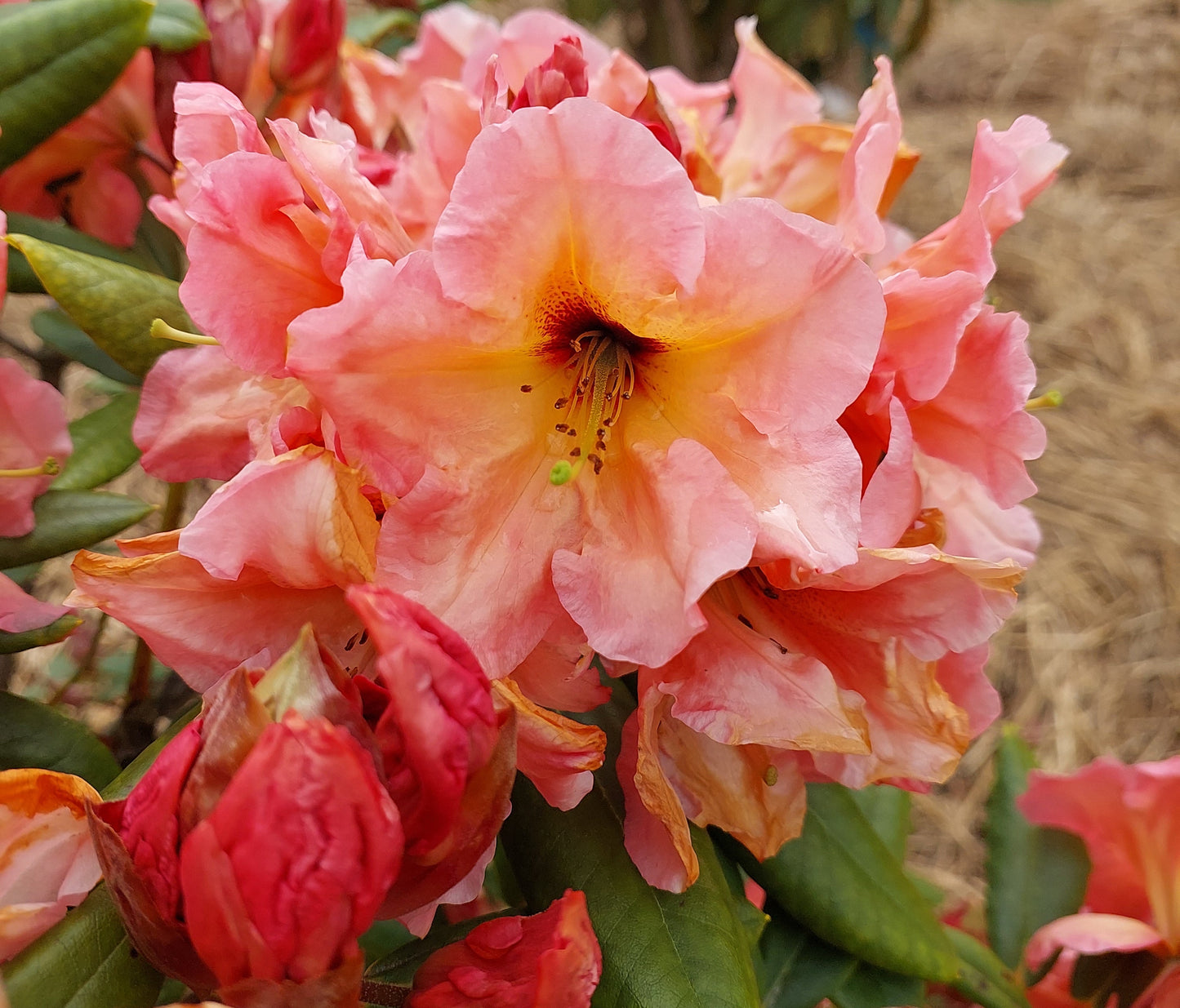 Rhododendron Twice as Nice