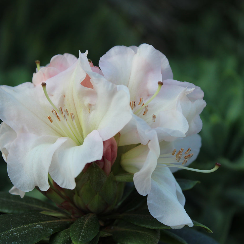 Rhododendron Unique Image