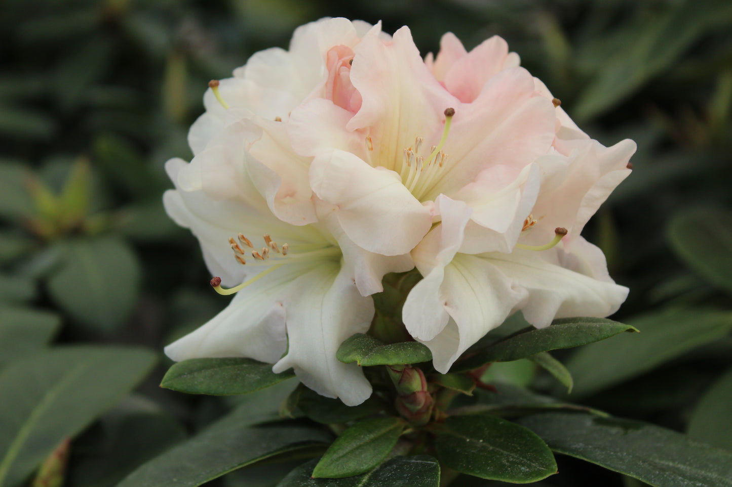 Rhododendron Unique 2