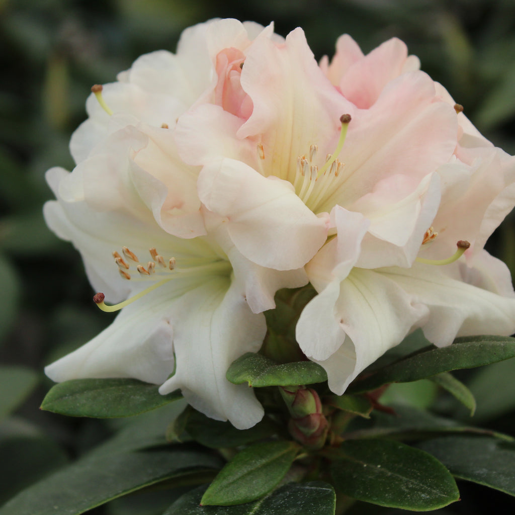 Rhododendron Unique Image