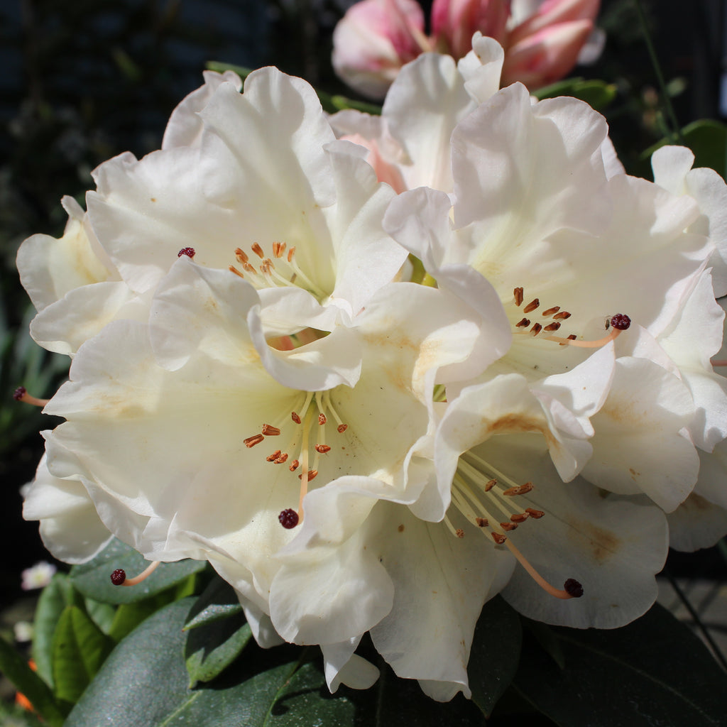Rhododendron Unique Image