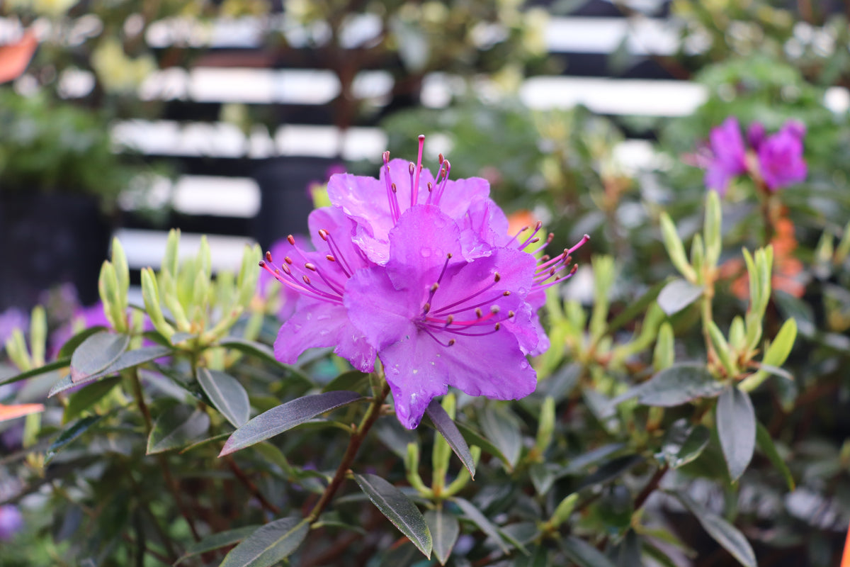 Rhododendron Vibrant Violet 2