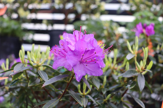 Rhododendron Vibrant Violet 2
