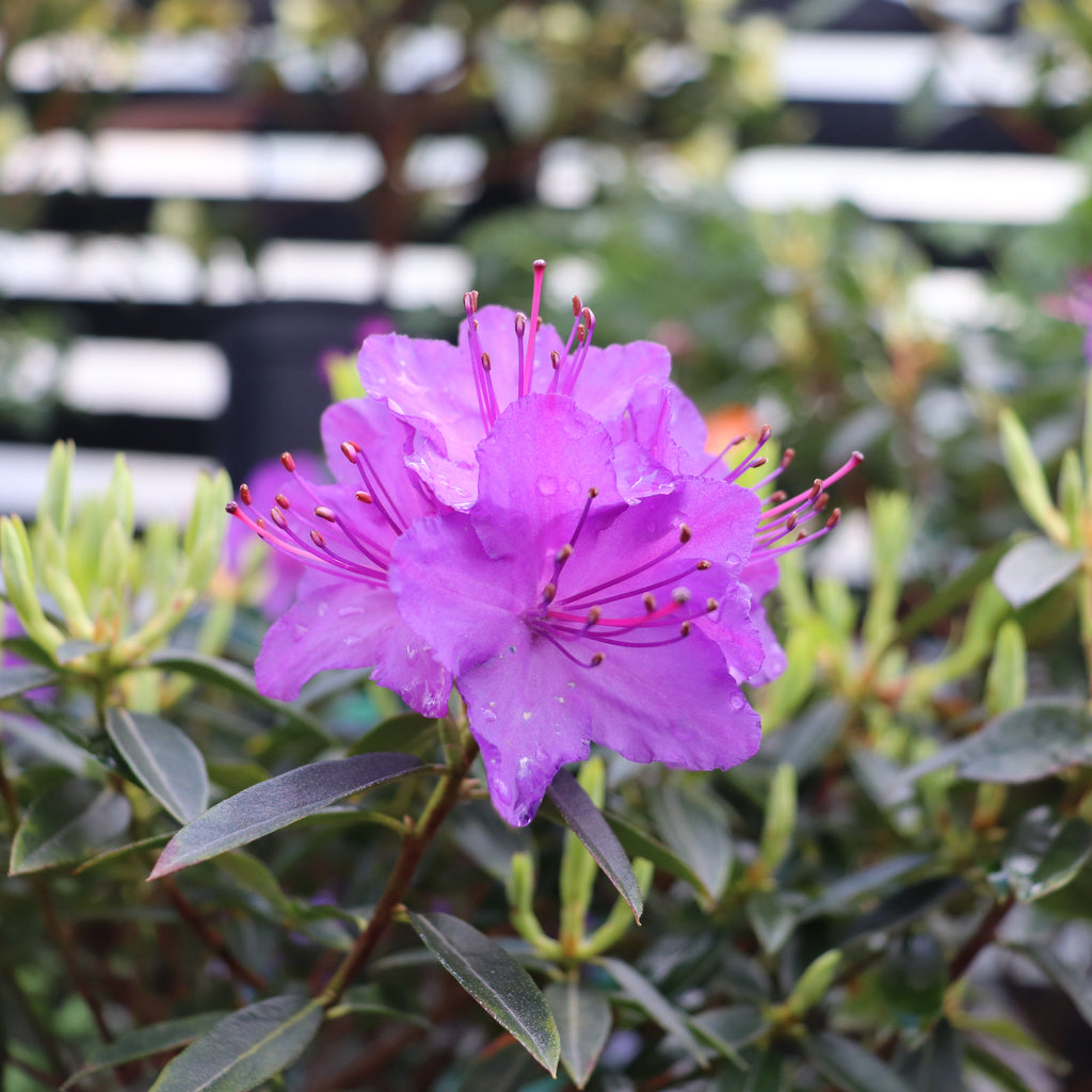 Rhododendron Vibrant Violet Image
