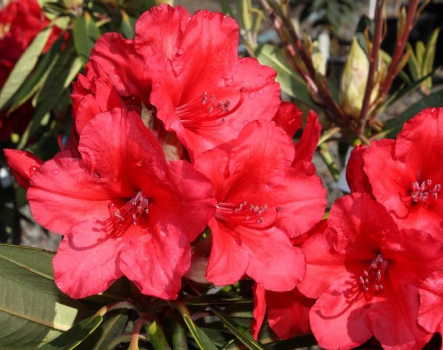 Rhododendron Vulcan's Flame – Texture Plants, Landscapes, Lush Lawns ...