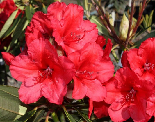 Rhododendron Vulcans Flame