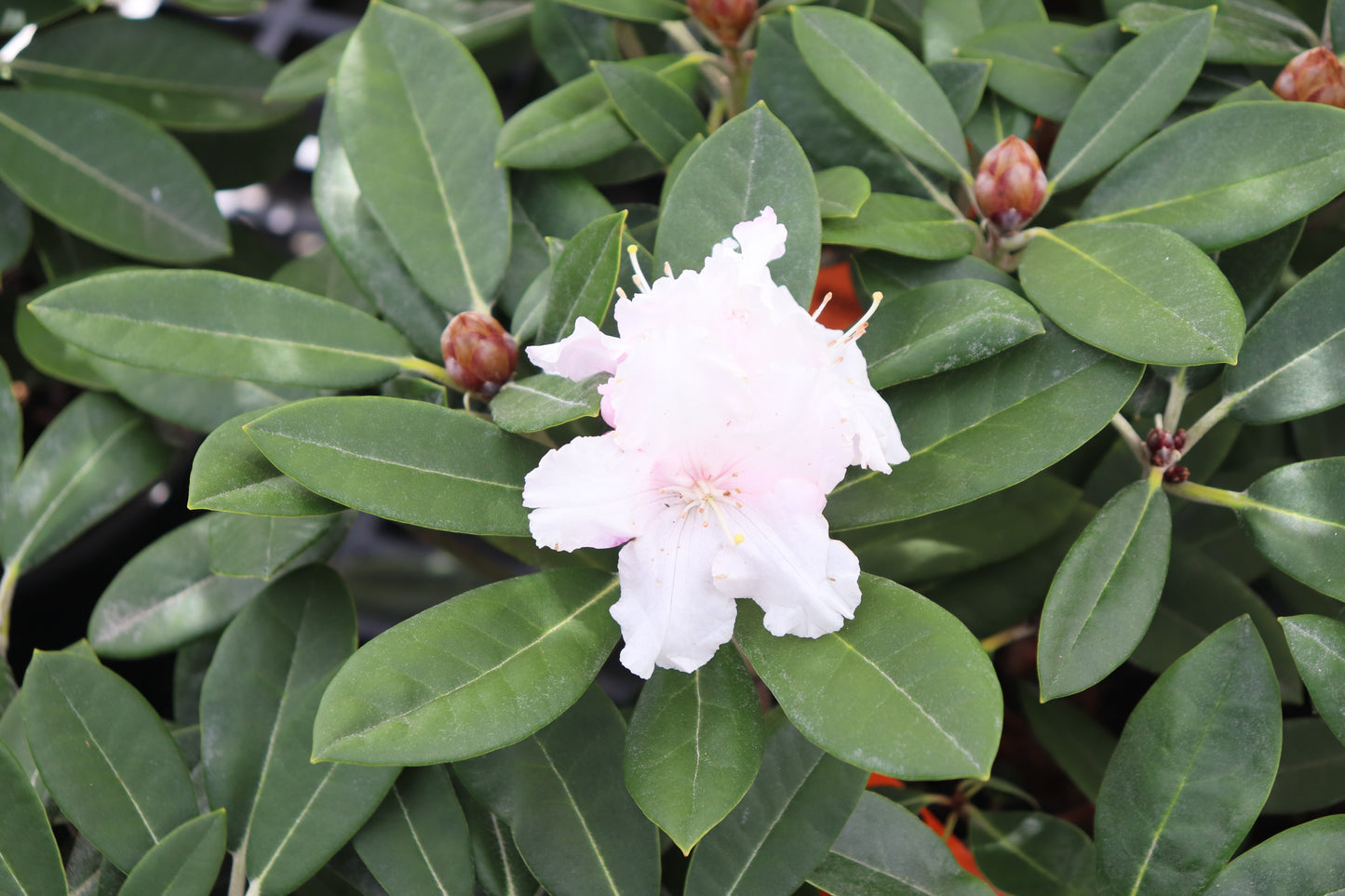 Rhododendron Yak x Helene Schiffner