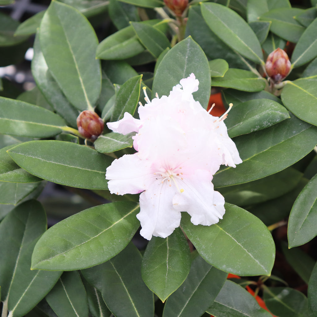 Rhododendron Yak x Helene Schiffner Image