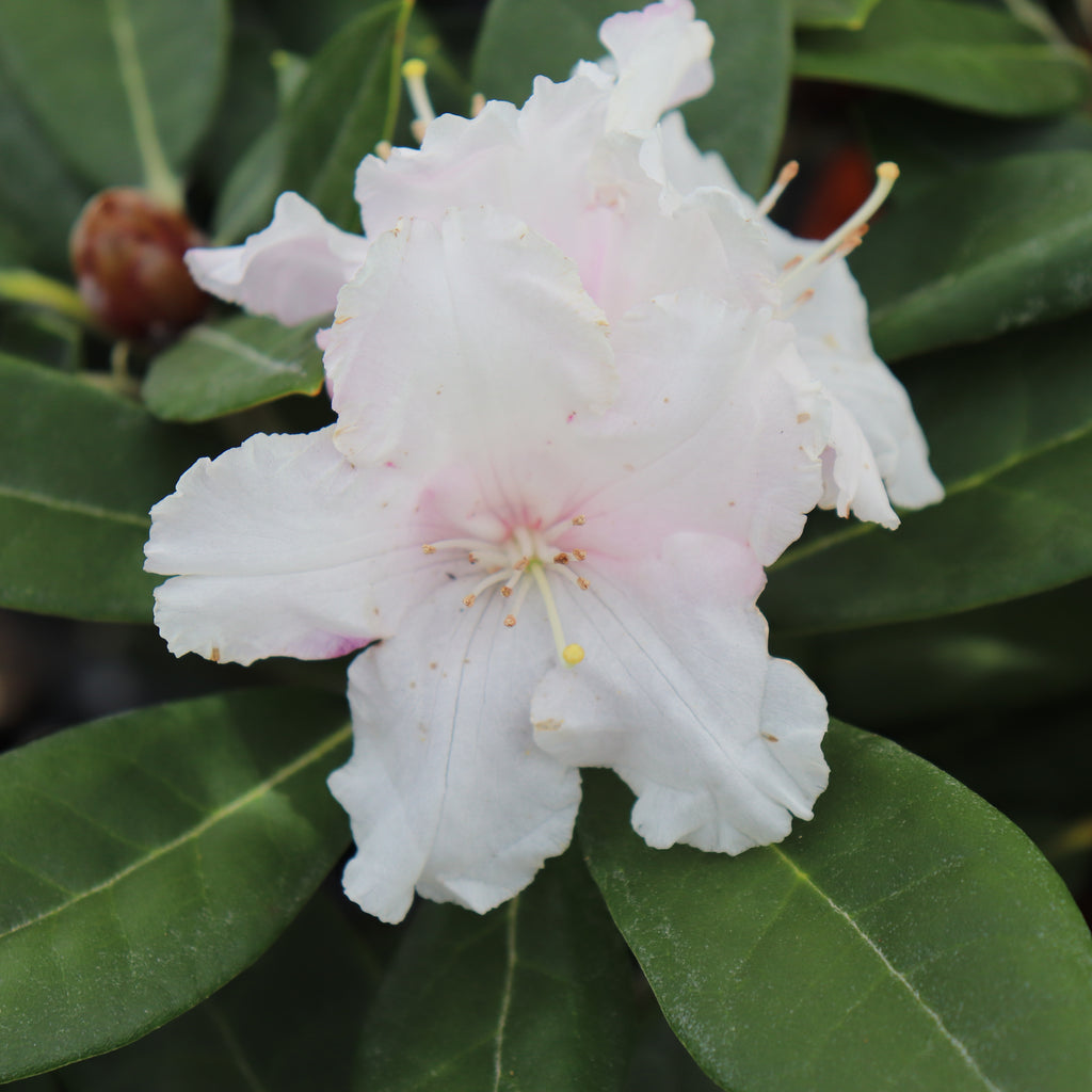 Rhododendron Yak x Helene Schiffner Image