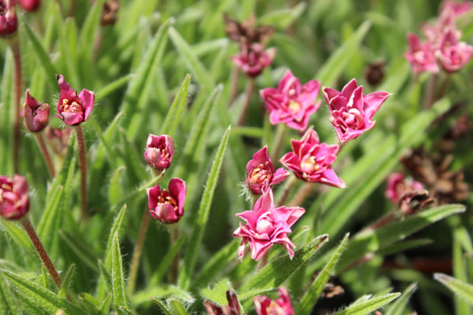 Rhodohypoxis Kiwi Red