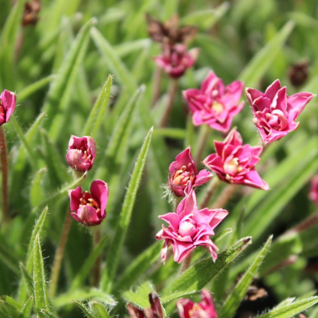 Rhodohypoxis Kiwi Red Image