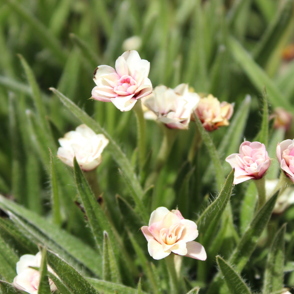 Rhodohypoxis goya Image