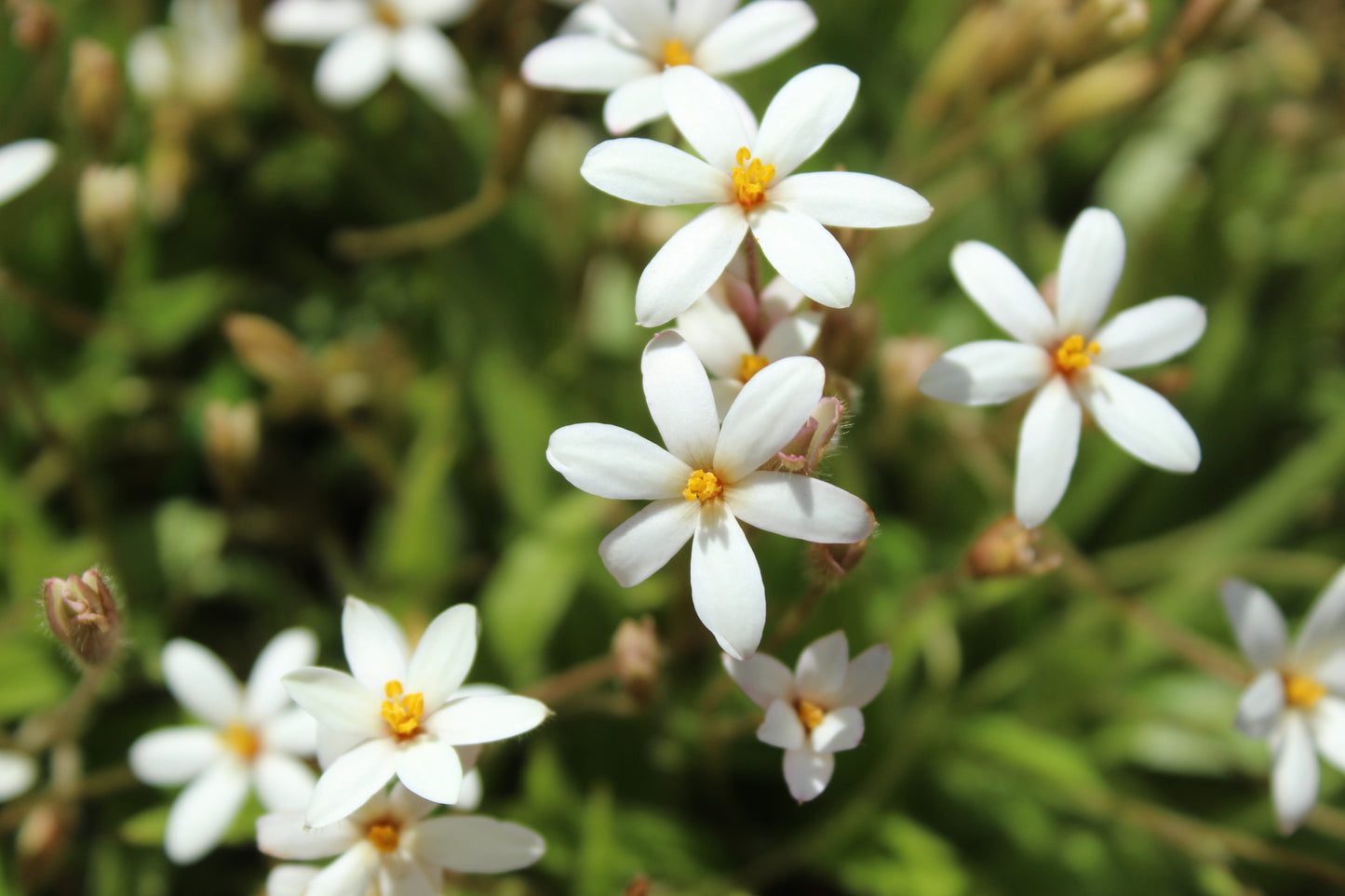 Rhodohypoxis parvula