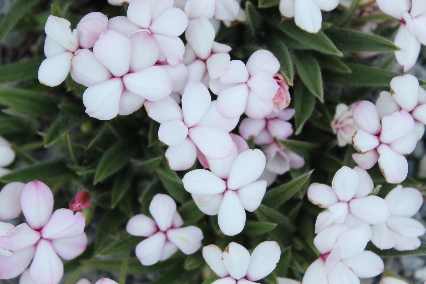 Rhodohypoxis pictus